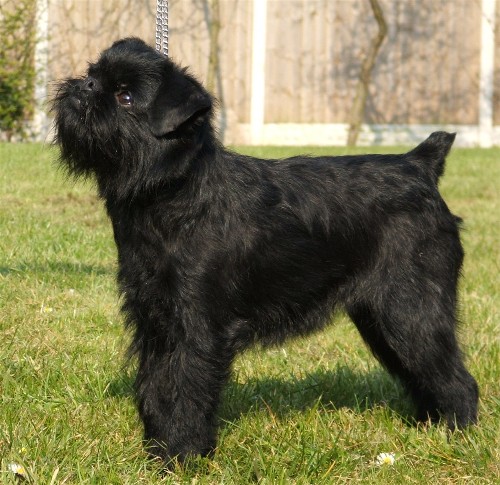 GRIFFON BELGIAN